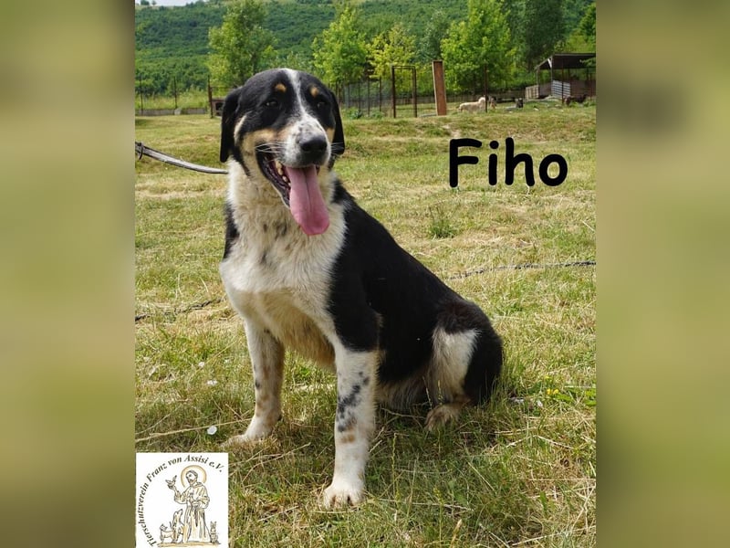 Fiho – der junge Entdecker