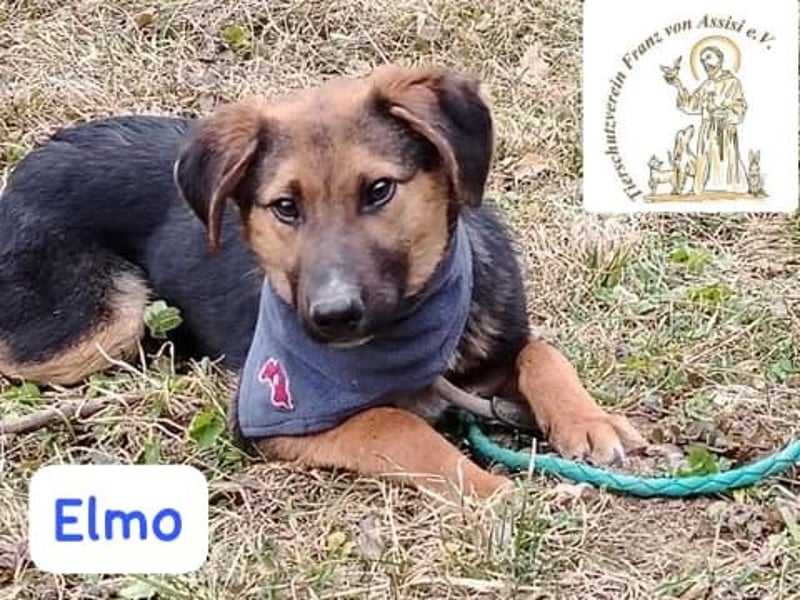 ELMO – ein junger Rohdiamant!