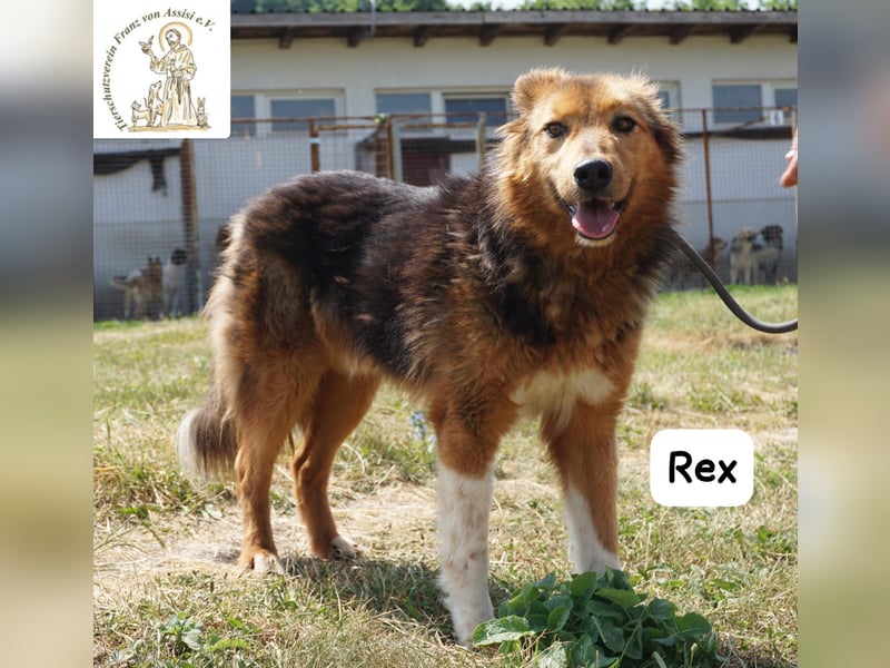 Rex – sanfter Gentleman mit besonderer Ausstrahlung