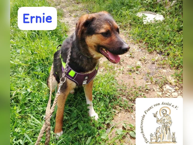 ERNIE – Lebensfreude auf weißen Pfoten