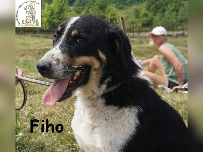 Fiho – der junge Entdecker