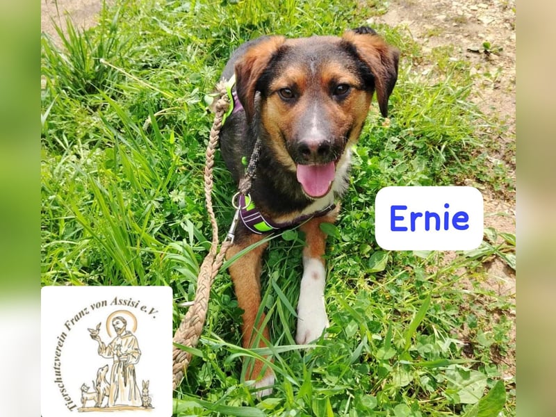 ERNIE – Lebensfreude auf weißen Pfoten