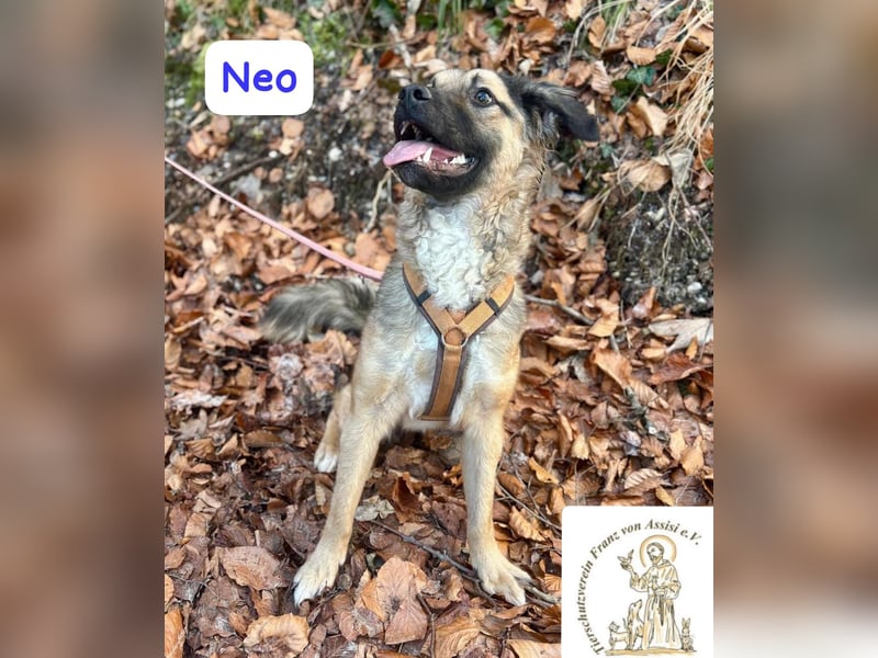 NEO - treuer Begleiter sucht Lieblingsmensch! 