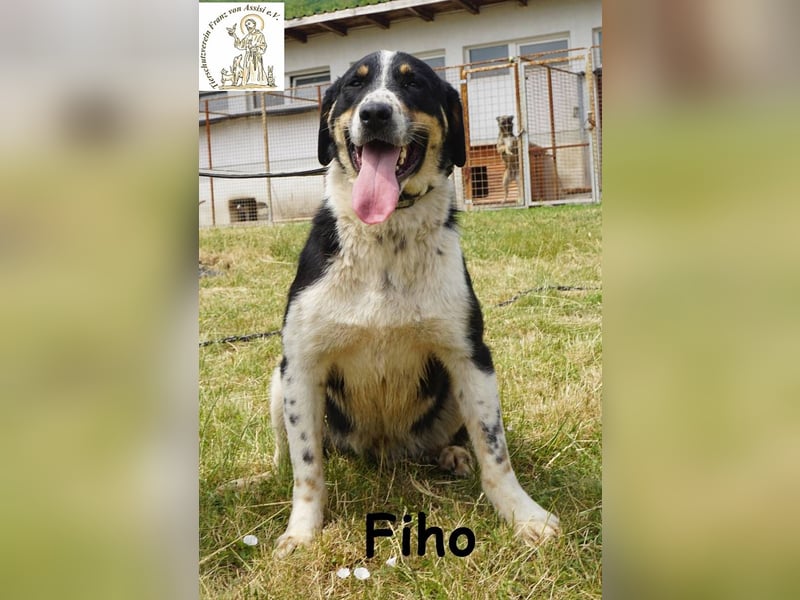 Fiho – der junge Entdecker