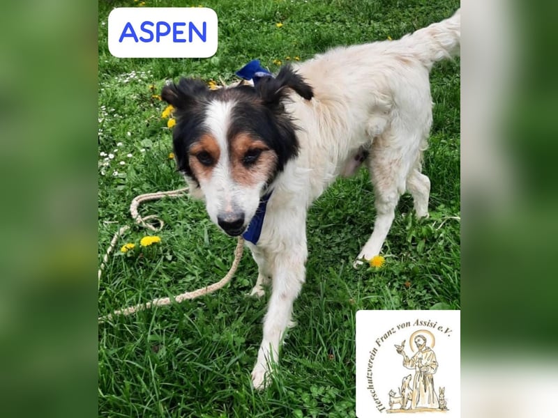 ASPEN – liebt das Leben in vollen Zügen!
