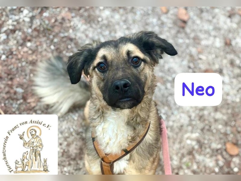 NEO - treuer Begleiter sucht Lieblingsmensch! 