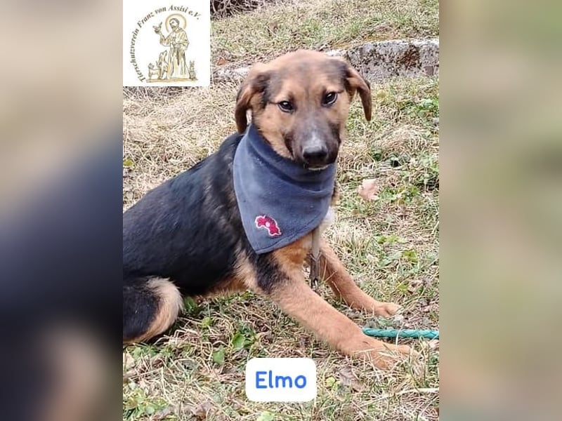ELMO – ein junger Rohdiamant!