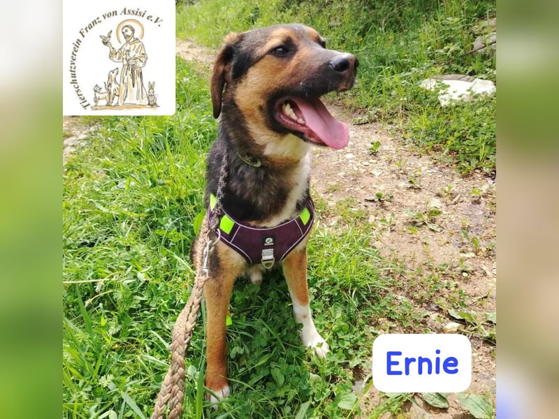 ERNIE – Lebensfreude auf weißen Pfoten