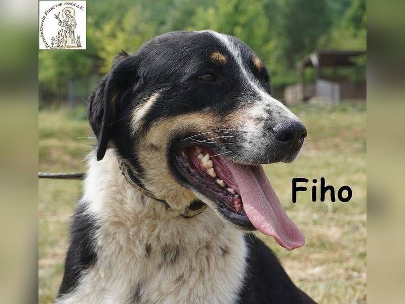 Fiho – der junge Entdecker