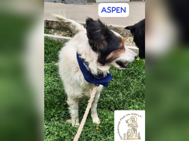 ASPEN – liebt das Leben in vollen Zügen!