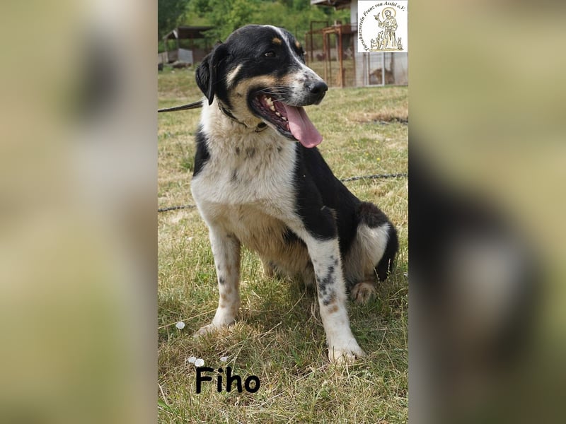 Fiho – der junge Entdecker
