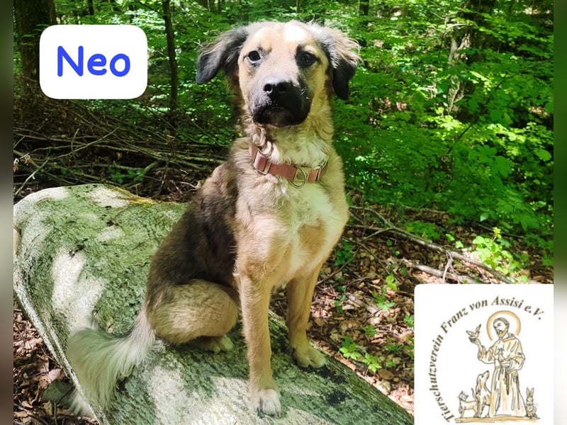 NEO - treuer Begleiter sucht Lieblingsmensch! 