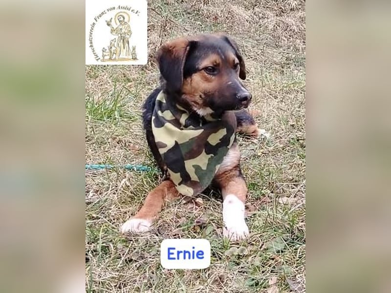 ERNIE – Lebensfreude auf weißen Pfoten
