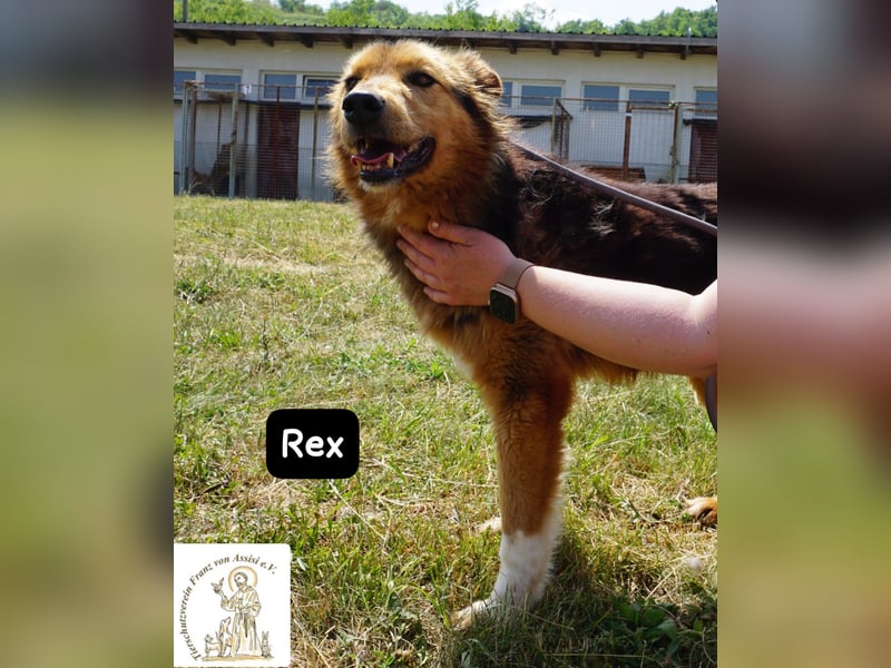 Rex – sanfter Gentleman mit besonderer Ausstrahlung
