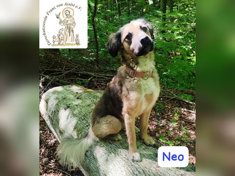 NEO - treuer Begleiter sucht Lieblingsmensch! 