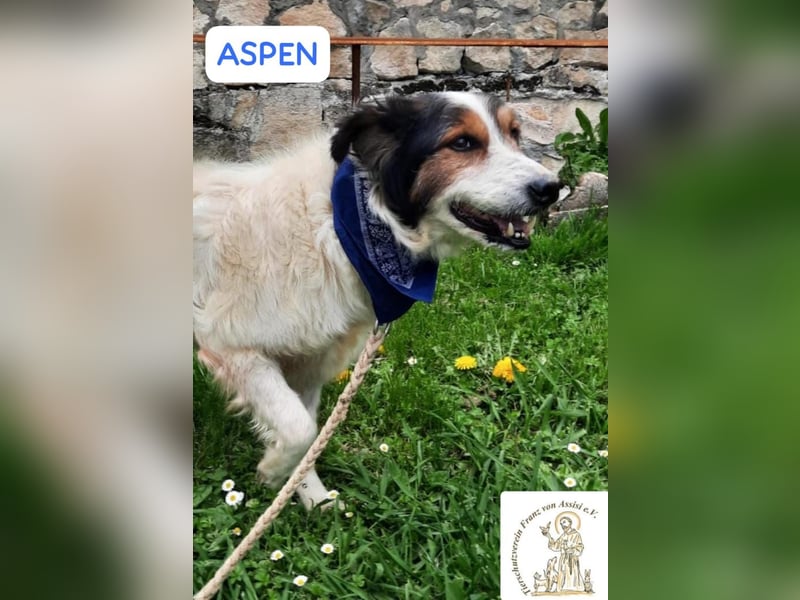 ASPEN – liebt das Leben in vollen Zügen!