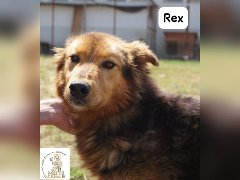 Rex – sanfter Gentleman mit besonderer Ausstrahlung