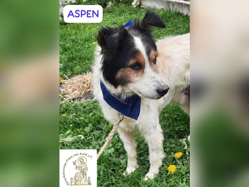 ASPEN – liebt das Leben in vollen Zügen!