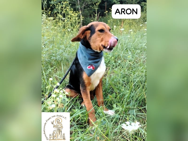 ARON -  neugieriger, kluger Sonnenschein