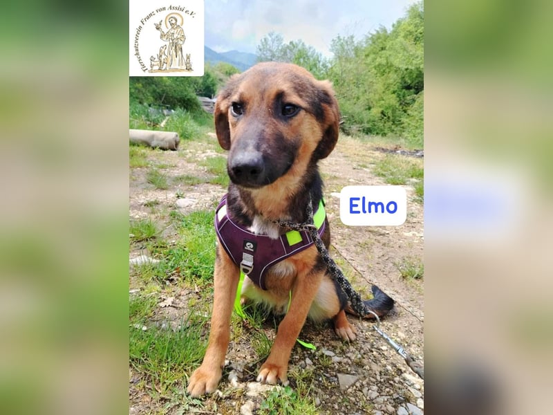 ELMO – ein junger Rohdiamant!