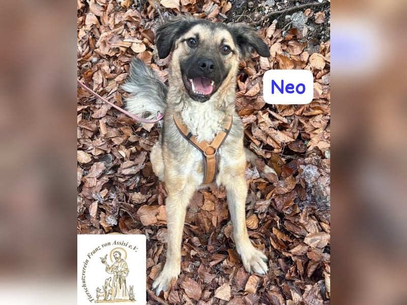 NEO - treuer Begleiter sucht Lieblingsmensch! 