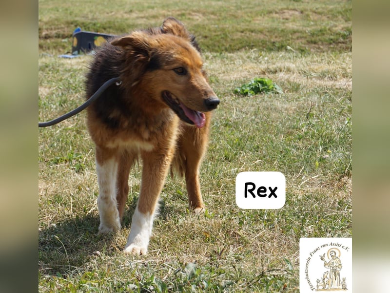 Rex – sanfter Gentleman mit besonderer Ausstrahlung