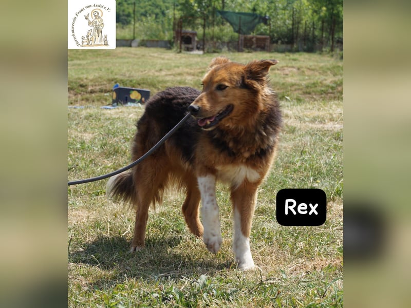 Rex – sanfter Gentleman mit besonderer Ausstrahlung