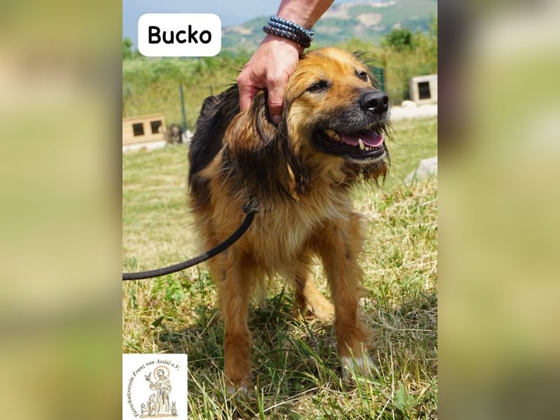 Bucko – Manche Helden tragen Fell!