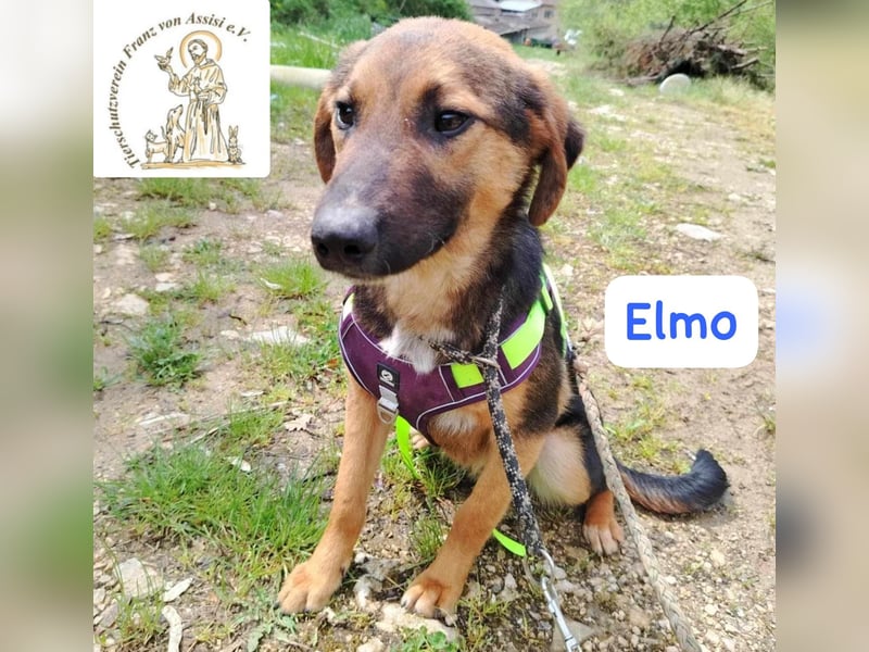 ELMO – ein junger Rohdiamant!