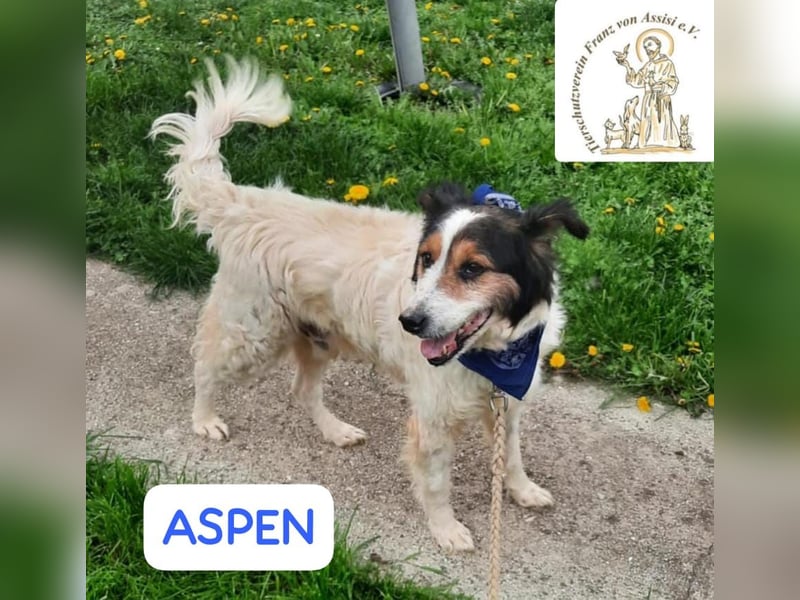 ASPEN – liebt das Leben in vollen Zügen!