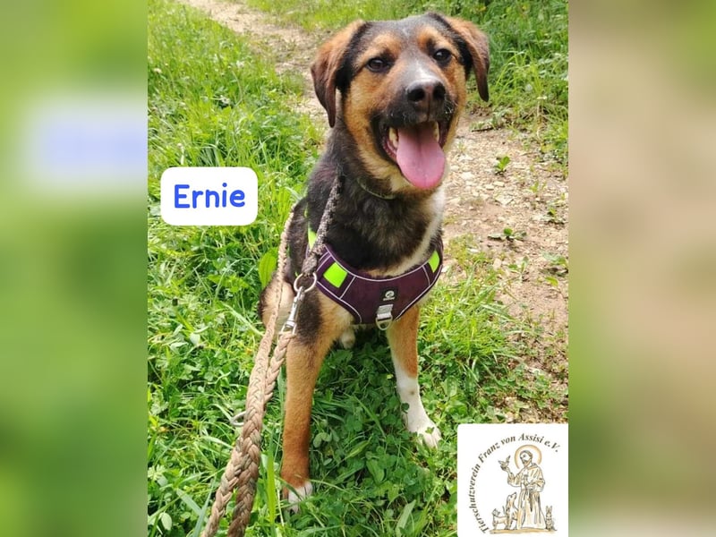 ERNIE – Lebensfreude auf weißen Pfoten