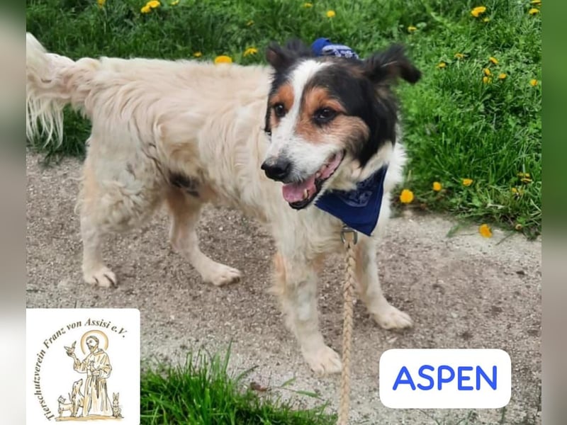 ASPEN – liebt das Leben in vollen Zügen!