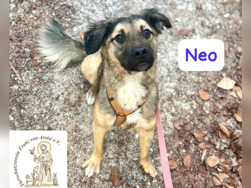 NEO - treuer Begleiter sucht Lieblingsmensch! 
