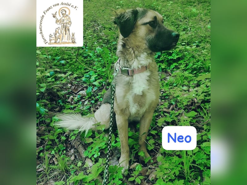 NEO - treuer Begleiter sucht Lieblingsmensch! 
