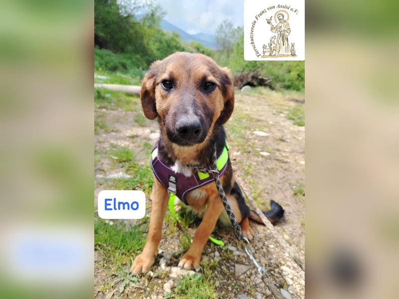 ELMO – ein junger Rohdiamant!