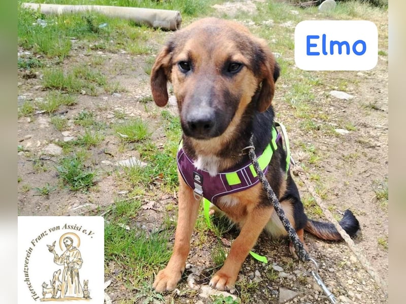 ELMO – ein junger Rohdiamant!