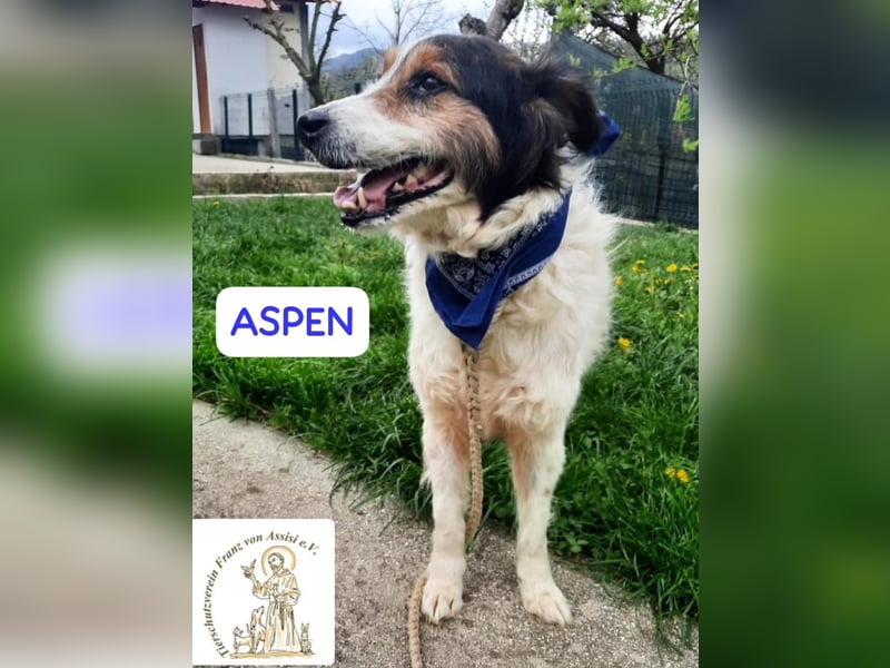 ASPEN – liebt das Leben in vollen Zügen!