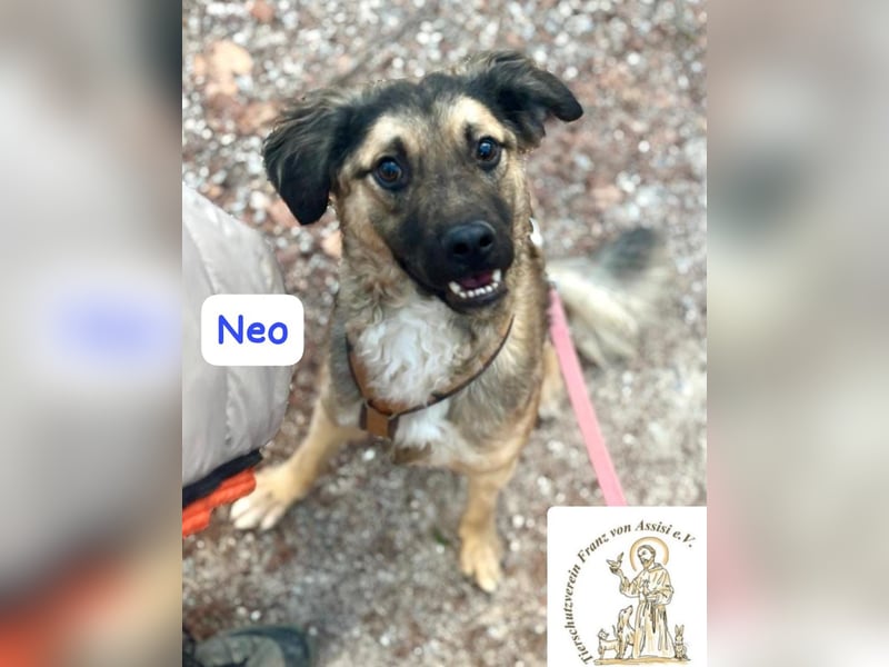 NEO - treuer Begleiter sucht Lieblingsmensch! 