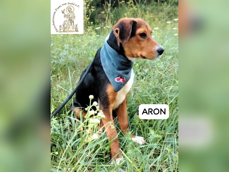 ARON -  neugieriger, kluger Sonnenschein