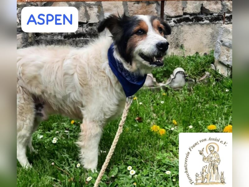 ASPEN – liebt das Leben in vollen Zügen!