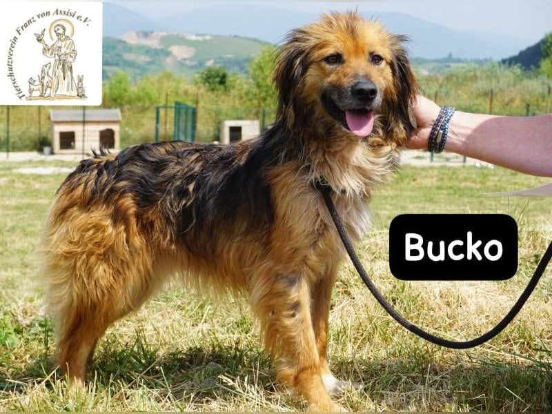 Bucko – Manche Helden tragen Fell!