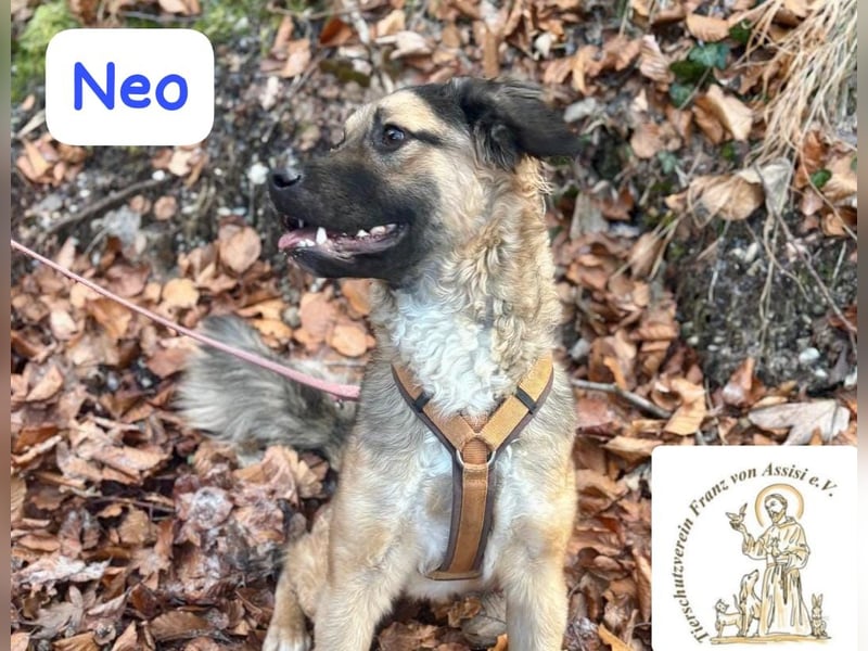 NEO - treuer Begleiter sucht Lieblingsmensch! 