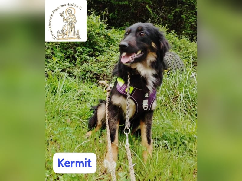 KERMIT – kuscheliger Gefährte sucht sein Glück