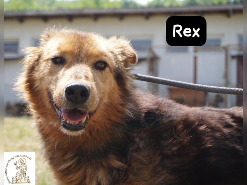 Rex – sanfter Gentleman mit besonderer Ausstrahlung