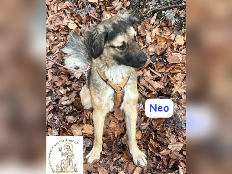 NEO - treuer Begleiter sucht Lieblingsmensch! 