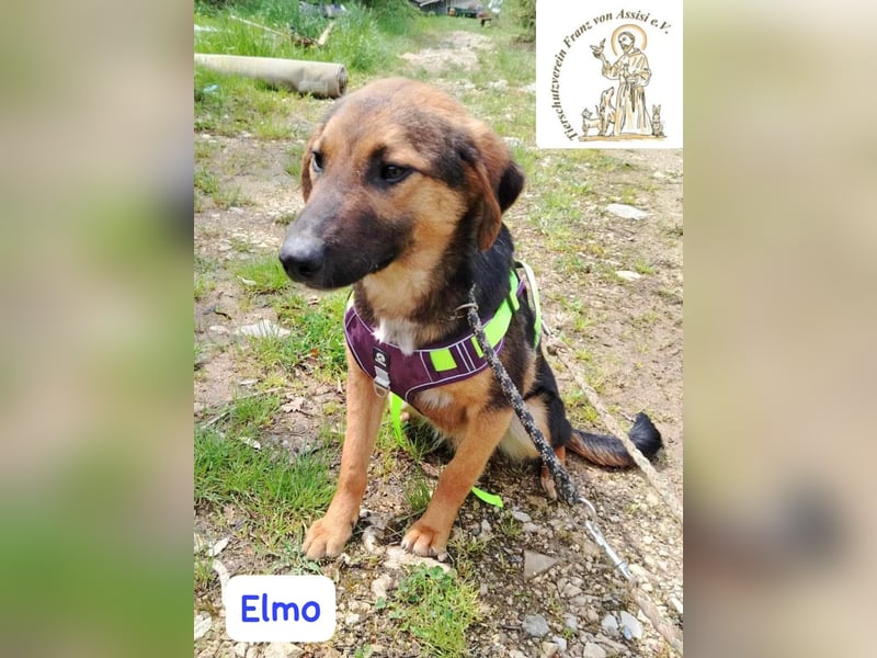 ELMO – ein junger Rohdiamant!
