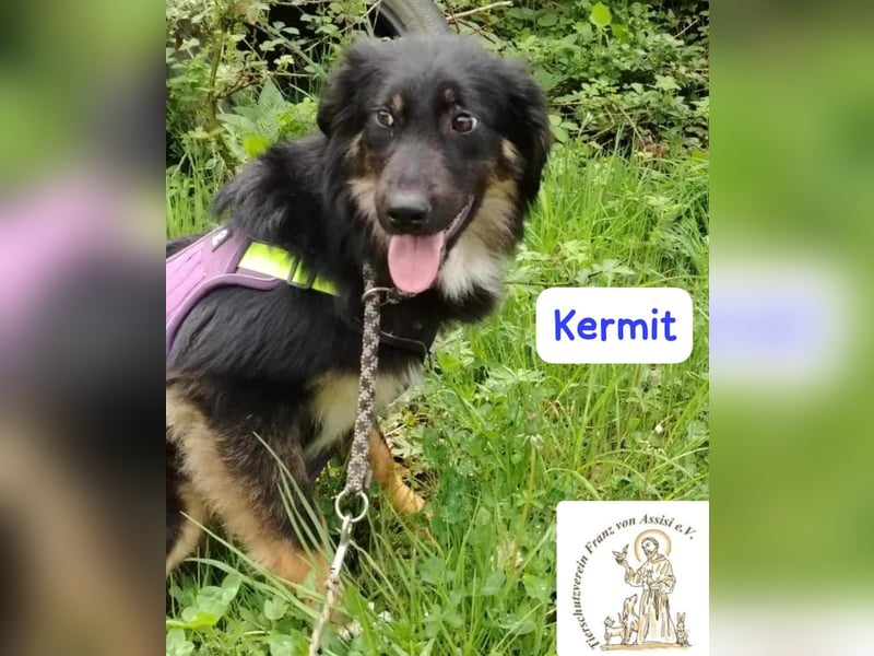 KERMIT – kuscheliger Gefährte sucht sein Glück