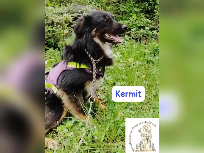 KERMIT – kuscheliger Gefährte sucht sein Glück