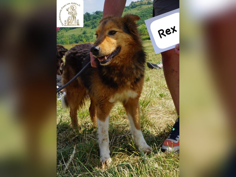 Rex – sanfter Gentleman mit besonderer Ausstrahlung