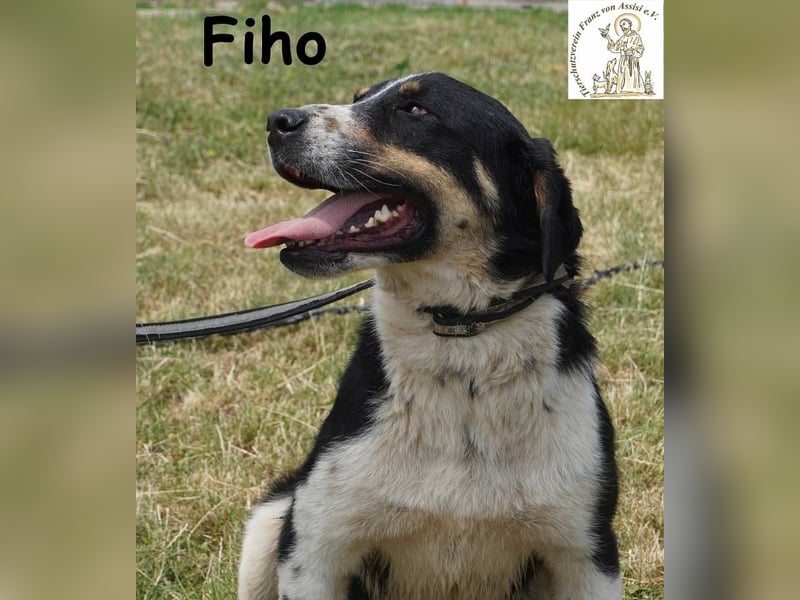 Fiho – der junge Entdecker